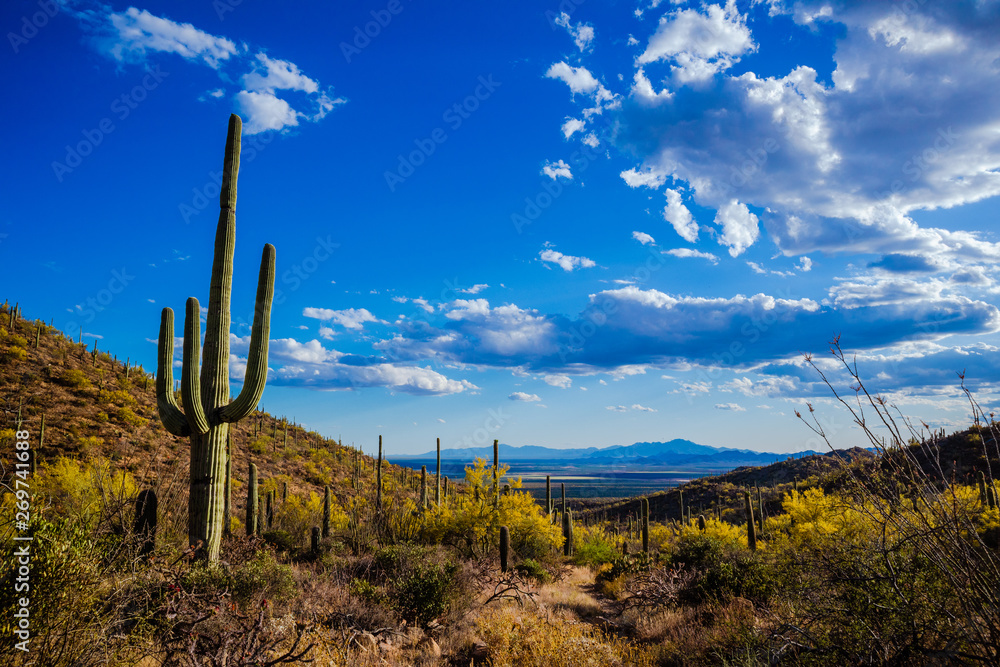 Saguaro View