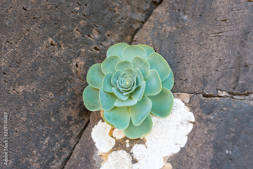 Close-up from a houseleek on volcanic rock in the highlands of La Gomera. The aeonium is a succulent, perennial, and nativ plant on the canary islands photo