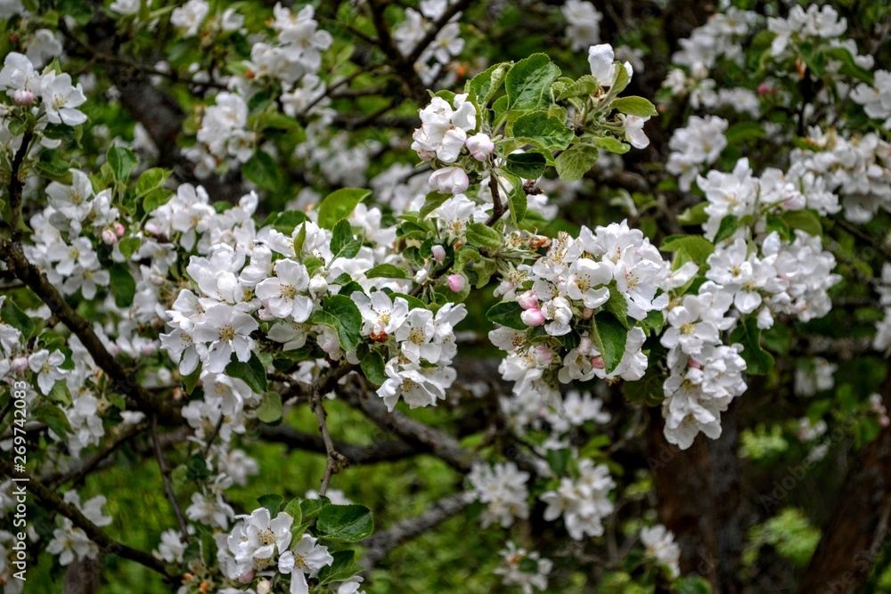 flower, spring, blossom, tree, nature, flowers, white, garden, green, plant, apple, branch, bloom, blooming, beauty, leaf, pink, season, petal, macro, sky, blossoming, flora, summer flower, spring, blossom, tree, nature, flowers, white, garden, green, plant, apple, branch, bloom, blooming, beauty, leaf, pink, season, petal, macro, sky, blossoming, flora, summer