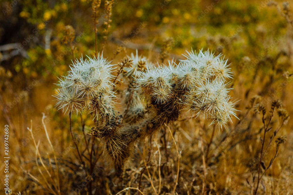 Obraz premium Cactus