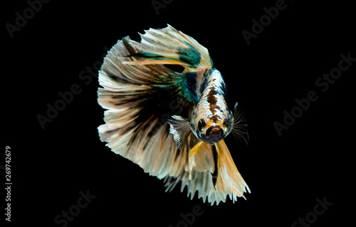 Colorful with main color of green, black and yellow betta fish, Siamese fighting fish was isolated on black background