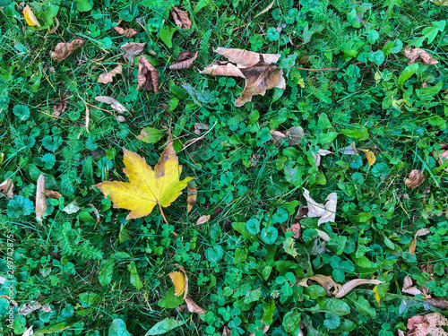 yellow fallen maple leaves on green grass. yellow fallen leaves on green grass, fall.