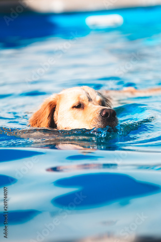 golden retriever swimming  dog