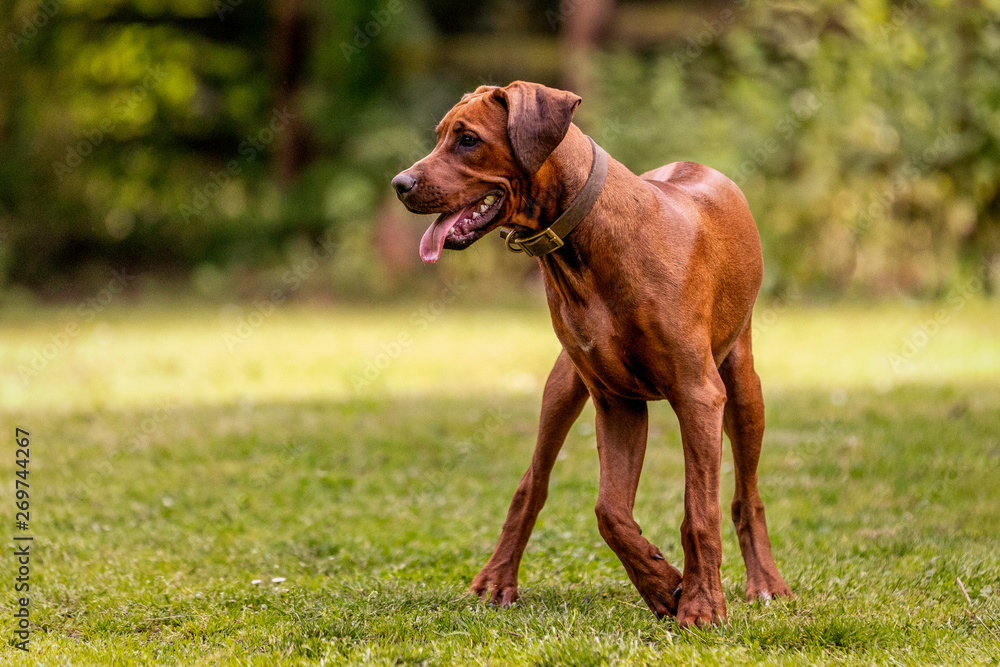 rhodesian ridgeback im freilauf