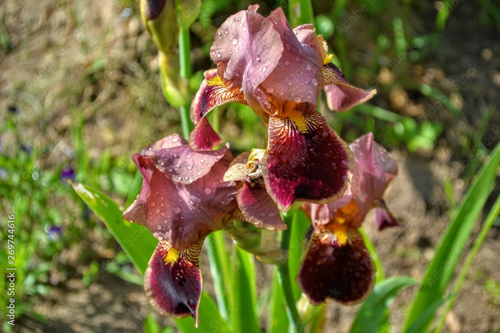 iris, flower, nature, green, plant, pink, leaf, flowers, red, garden, leaves, spring, rose, summer, blossom, macro, closeup, flora, petal, purple, yellow, bloom, bud, beauty, natural iris, flower, nature, green, plant, pink, leaf, flowers, red, garden, leaves, spring, rose, summer, blossom, macro, closeup, flora, petal, purple, yellow, bloom, bud, beauty, natural