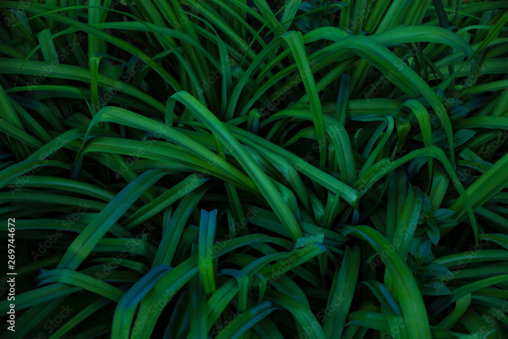 Fototapeta premium Closeup nature view of dark green tropical leaf. Natural backround for design