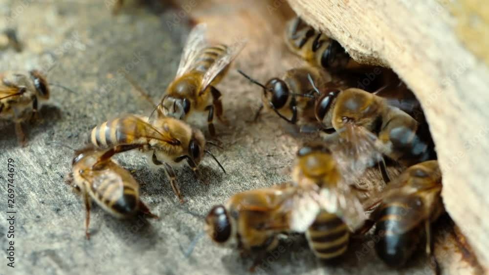 Apiary. Bees working, bring floral nectar and pollen to hive, create sweet honey. Macro footage Apiary. Bees working, bring floral nectar and pollen to hive, create sweet honey. Macro footage