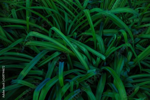 Closeup nature view of dark green tropical leaf. Natural backround for design