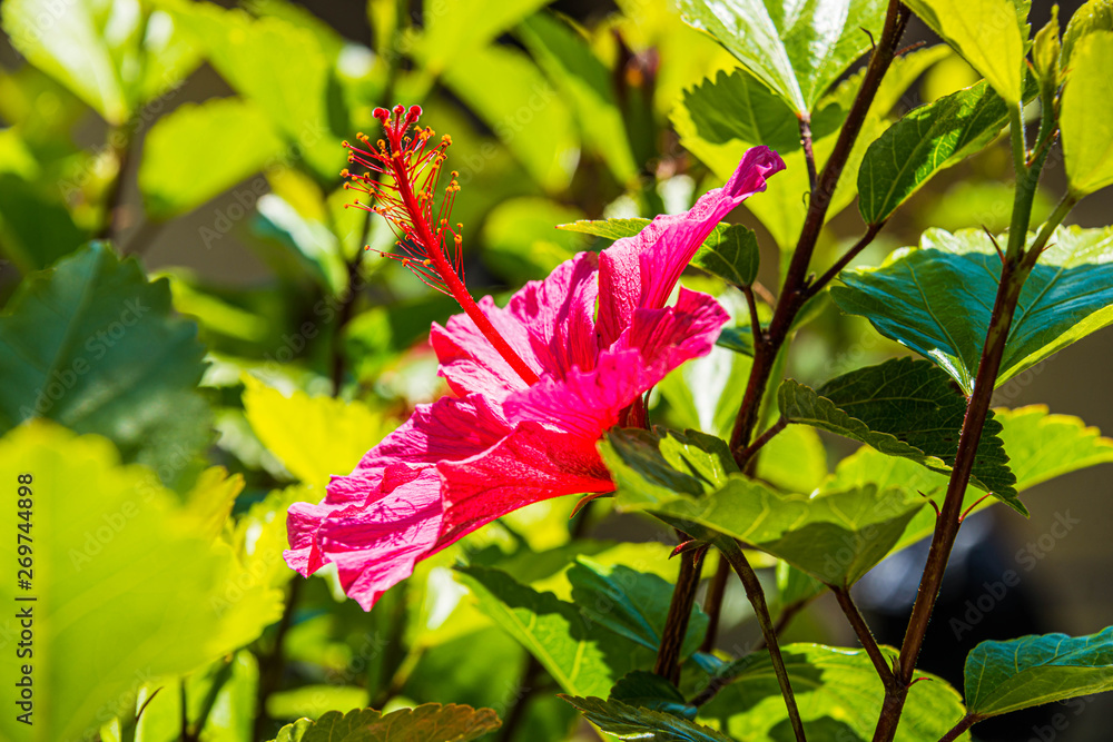red hibiscus flower in the garden red hibiscus flower in the garden