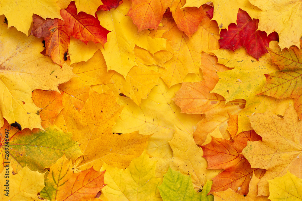 Bright multicolored maple leaves lying on the ground. Top view of the red, orange, yellow and green leaves of the maple. Closeup. Bright colors of Autumn.