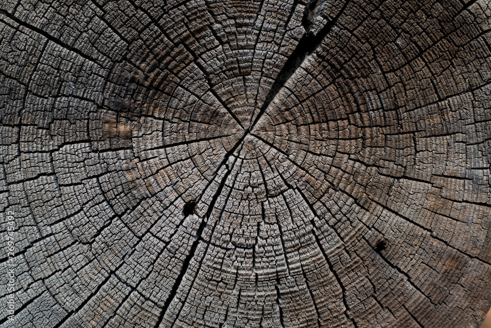 Fototapeta premium Abstract background saw cut tree.