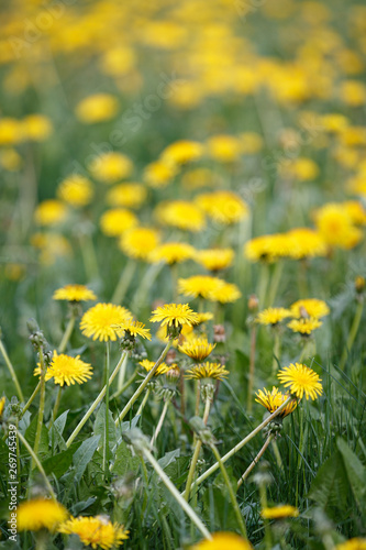 Sea of yellow dandelions in the meadow. The symbol of spring. Amazing meadow with wildflowers. Beautiful rural landscape in perspective