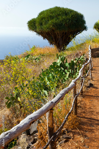 Paisaje rural con dragos centenarios. Pueblo Santo Domingo de Garafía. Isla La Palma. Pronvincia Santa Cruz. Islas Canarias. España