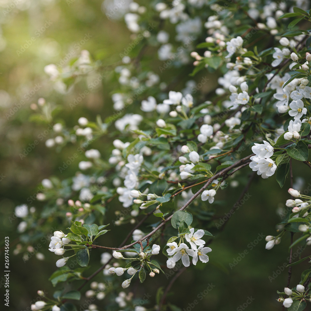 Closeup of blossoming apple tree branches at sunset. White flowers in the apple orchard. Selective focus Closeup of blossoming apple tree branches at sunset. White flowers in the apple orchard. Selective focus
