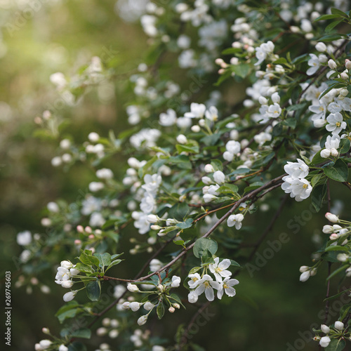 Closeup of blossoming apple tree branches at sunset. White flowers in the apple orchard. Selective focus