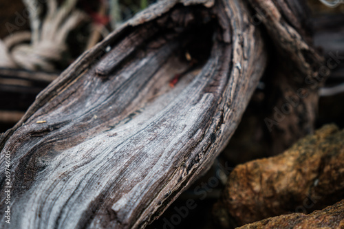 Rustic vintage Old Wood Tree bark Texture Background.