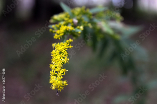 Close up shot of yellow flowers blooming in the spring