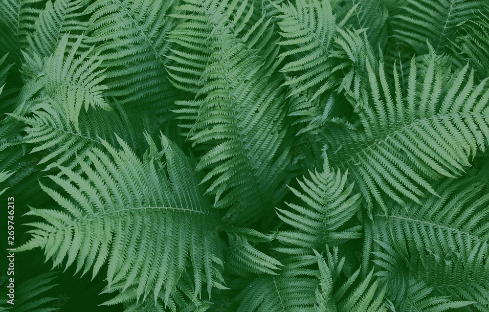  Beautiful background of natural fern leaves. Like a jungle. Green fresh fern.