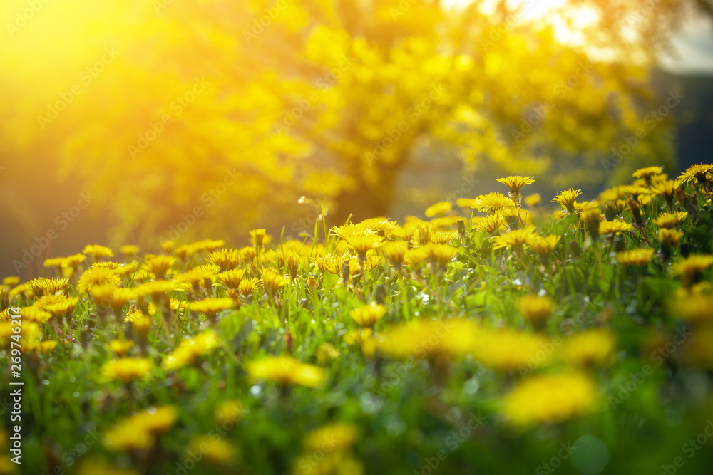 Beautiful relaxing flower field yellow dandelions