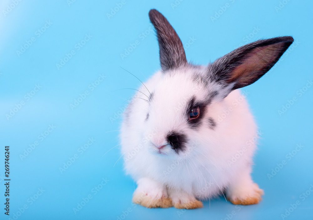 Little adorable black and white bunny rabbit with different action on blue background