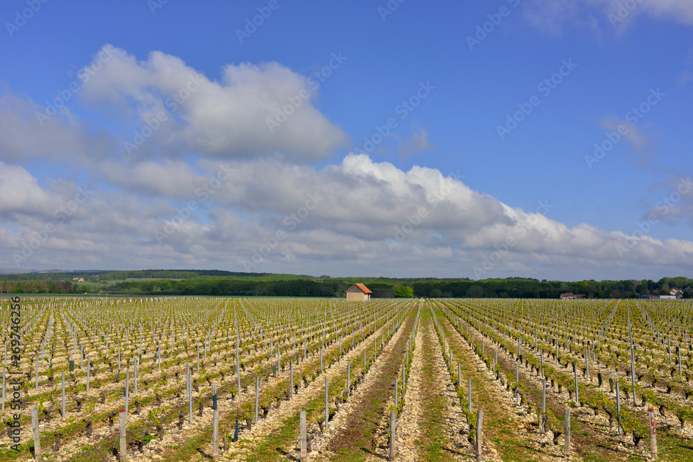 Les vignes de Boisgibault, Tracy-sur-Loire (58150), département de la Nièvre en région Bourgogne-Franche-Comté, France