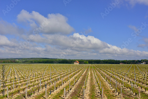 Les vignes de Boisgibault  Tracy-sur-Loire  58150   d  partement de la Ni  vre en r  gion Bourgogne-Franche-Comt    France