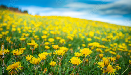 Beautiful relaxing flower field yellow dandelions