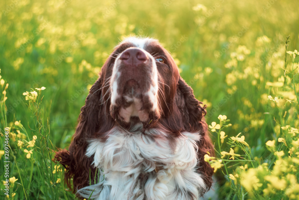 Muzzle close-up Dog breed English Springer Spaniel walking in summer wild flowers field in nature outdoors on evening sunlight