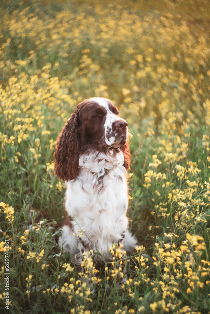 Dog breed English Springer Spaniel walking in summer wild flowers field in nature outdoors on evening sunlight