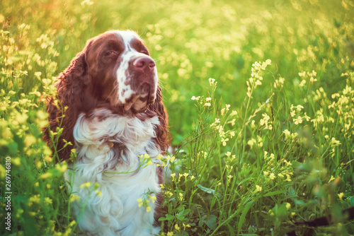 Dog breed English Springer Spaniel walking in summer wild flowers field in nature outdoors on evening sunlight