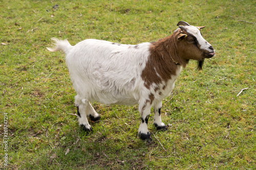 little goat on grass, Germany
