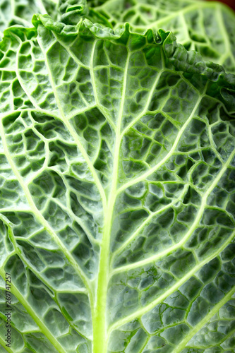 leaf of savoy cabbage close up