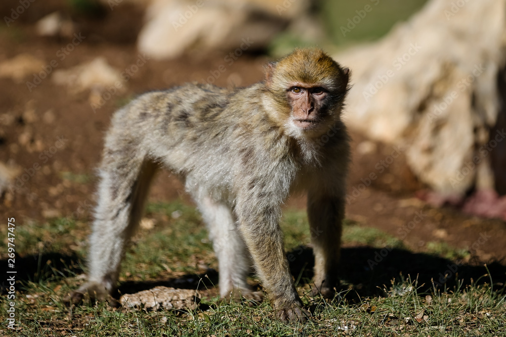 Fototapeta premium Barbary Macaque Monkeys in the Mid Atlas Mountains of MOrocco