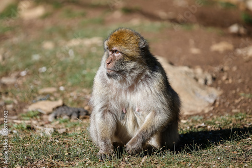 Barbary Macaque Monkeys in the Mid Atlas Mountains of MOrocco