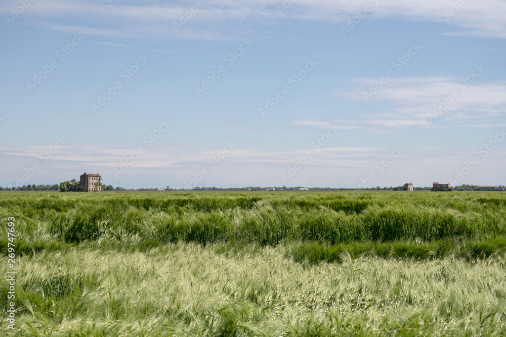 waves of green corn spikes fidgeted by wind in the plains near Portogruaro, Italy