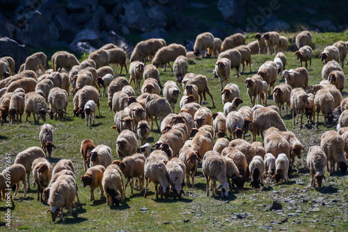 Flock of sheep in the mid atlas mountains in Morocco