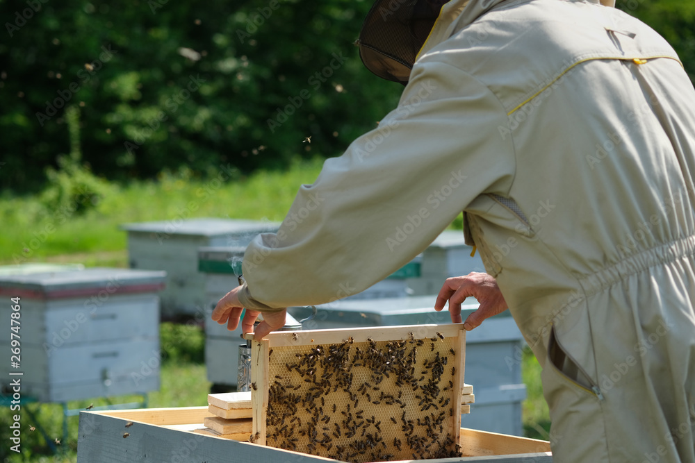 Beekeeper on apiary. Beekeeper is working with bees and beehives on the apiary. Beekeeper on apiary. Beekeeper is working with bees and beehives on the apiary.