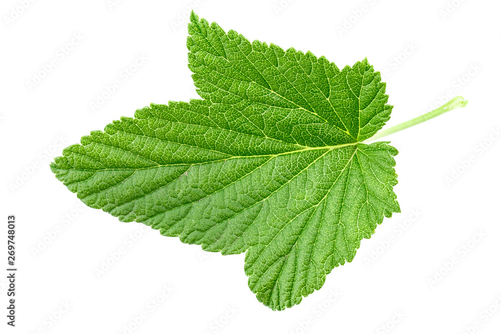 currant leaf on white background currant leaf on white background