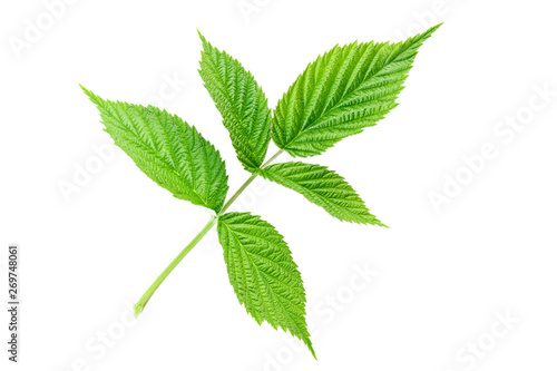 Green leaf of raspberry solated on white background.