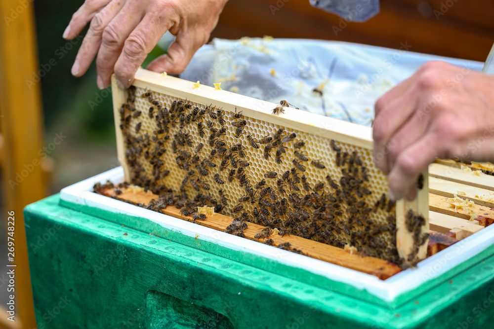Beekeeper working with bees in the apiary Beekeeper working with bees in the apiary