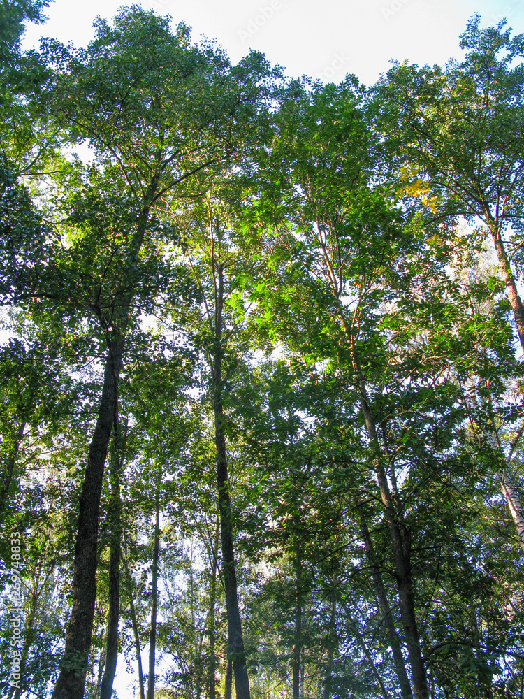 Fototapeta premium summer forest