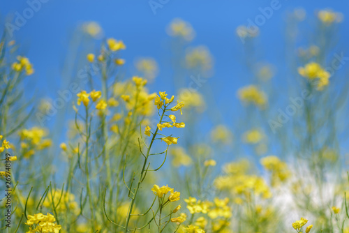 Blooming field of rapeseed. Photographed close-up at summer afternoon.