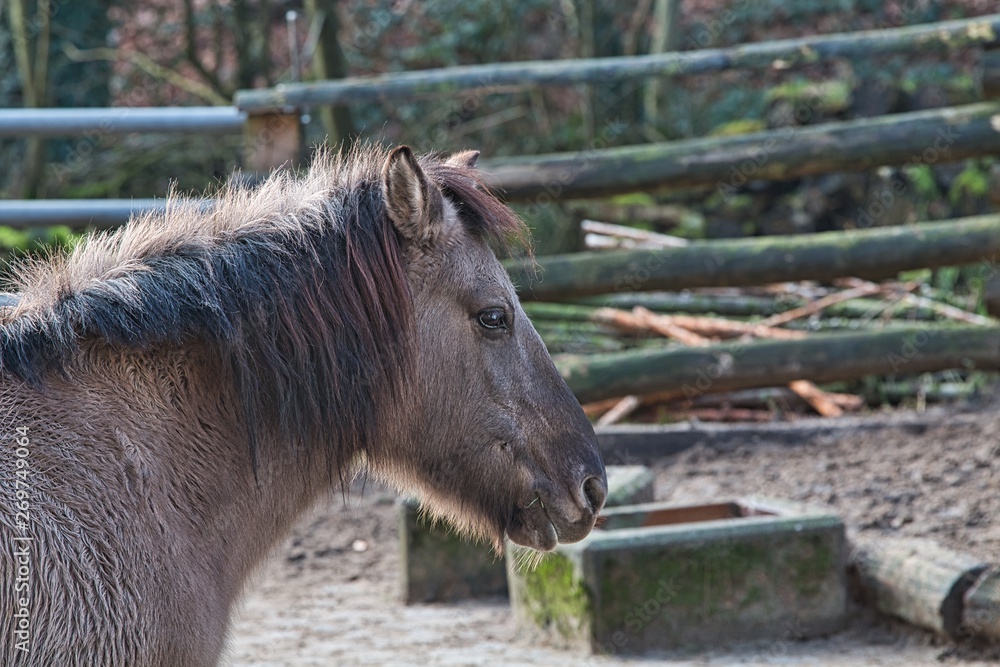 Fototapeta premium Tarpan