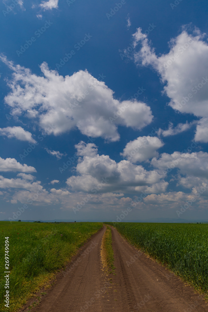 The road through the wheat fields on the background of a beautiful sky