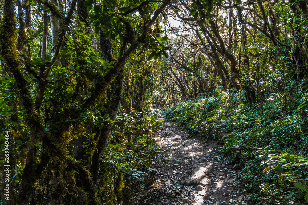 Path in green forest Path in green forest