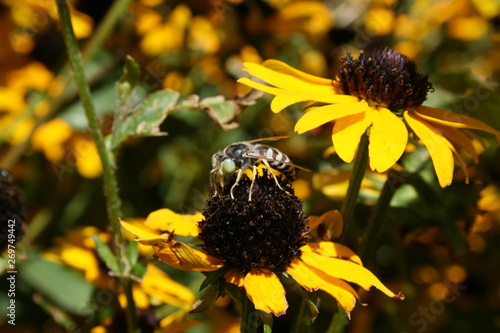 Assorted wildlife of USA photo