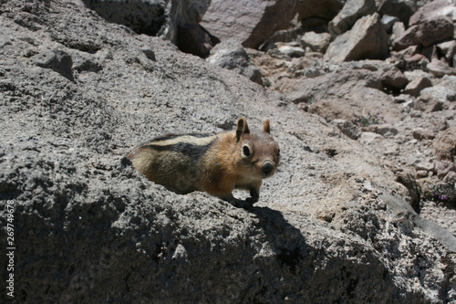 Assorted wildlife of USA