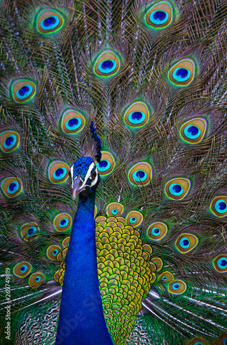 Obraz na plátně Indian Peacock, peacock feathers, dancing peacock close up, close up of peacock