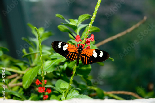 Cockrell Butterfly Center photo