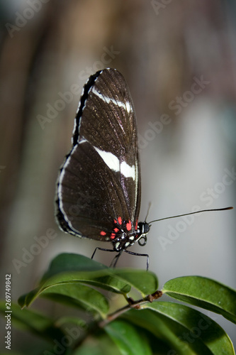 Cockrell Butterfly Center